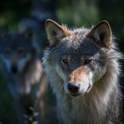 MSlavetski's profile picture