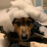 wwoofer 的头像