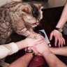 藤原健児 的头像