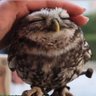 まほ〜ん 的头像