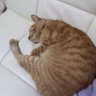 ピーチまま profil fotoğrafı