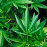 Profilbild von International Herb