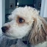 Pippa 🟦🟧's profile picture