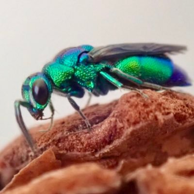 usako_kurobane's profile picture