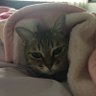 くみどん profil fotoğrafı