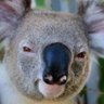 Profilbild von KoalaKrieg