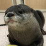 little otter____home 的头像