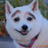 眉毛犬 profil fotoğrafı