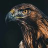 Фото профиля Mohamed Gamal
