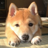 にせ悟空@ビットコイン10億FIRE氷河期組's profile picture