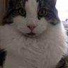 Marie-Jose van Vliet's profile picture