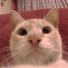 El gato del barrio 的头像
