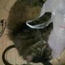 Profilbild von ねこすと