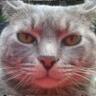 Profilbild von Following Trend