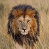 Profilbild von Adhiyajna