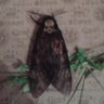 Profilbild von guismo86