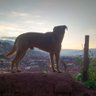 RodrigoBonjour profil fotoğrafı
