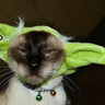Profilbild von Devin Nunes Dead Cat-Once Removed
