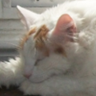 GrosChatdeMtl's profile picture