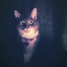 Фото профиля RealCat