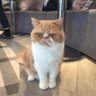 岡部 倫太郎's profile picture