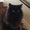 Simon Hampshire's profile picture