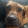 HeyIamLuc profil fotoğrafı