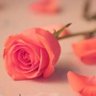 Profilbild von شموخ العز
