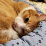 fuuta profil fotoğrafı