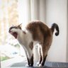 Ninjacat 的头像