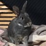たんぽぽ's profile picture