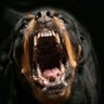 Lobo Negro 🇪🇸 的头像