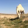 Фото профиля سلمان