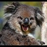 fightingkoala 的头像