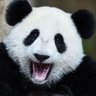 Pandakowski's profile picture