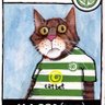 Matt Evans 🇮🇪🇵🇸's profile picture
