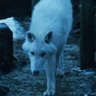 direwolf's profile picture