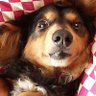 ましろ's profile picture
