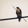 PYNP profil fotoğrafı