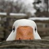 Profilbild von Salmon Sam