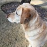 Amy profil fotoğrafı