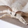 Фото профиля Moth, lord of all prosciutto