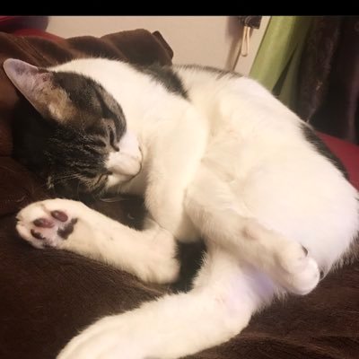 Hideki Komiyama's profile picture