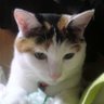 Profilbild von わて