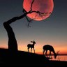 Silas Cheruiyot's profile picture
