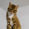 Opas_Ting profil fotoğrafı