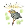 Profilbild von ふろしき文鳥の大ファン