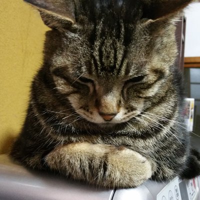 chibiko_love01's profile picture