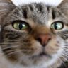 Norbert ็ๅคดๅ