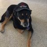Фото профиля Proton Dogface